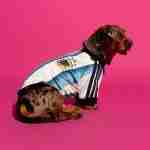 Camiseta Argentina Para Mascotas 2026