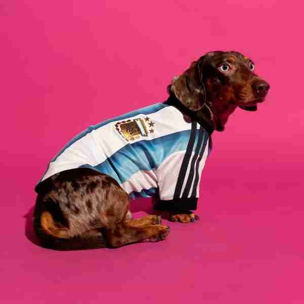 Camiseta Argentina Para Mascotas 2026 Camiseta Argentina Para Mascotas 2026
