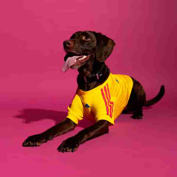 Camiseta Colombia Para Mascotas 2026 Camiseta Colombia Para Mascotas 2026